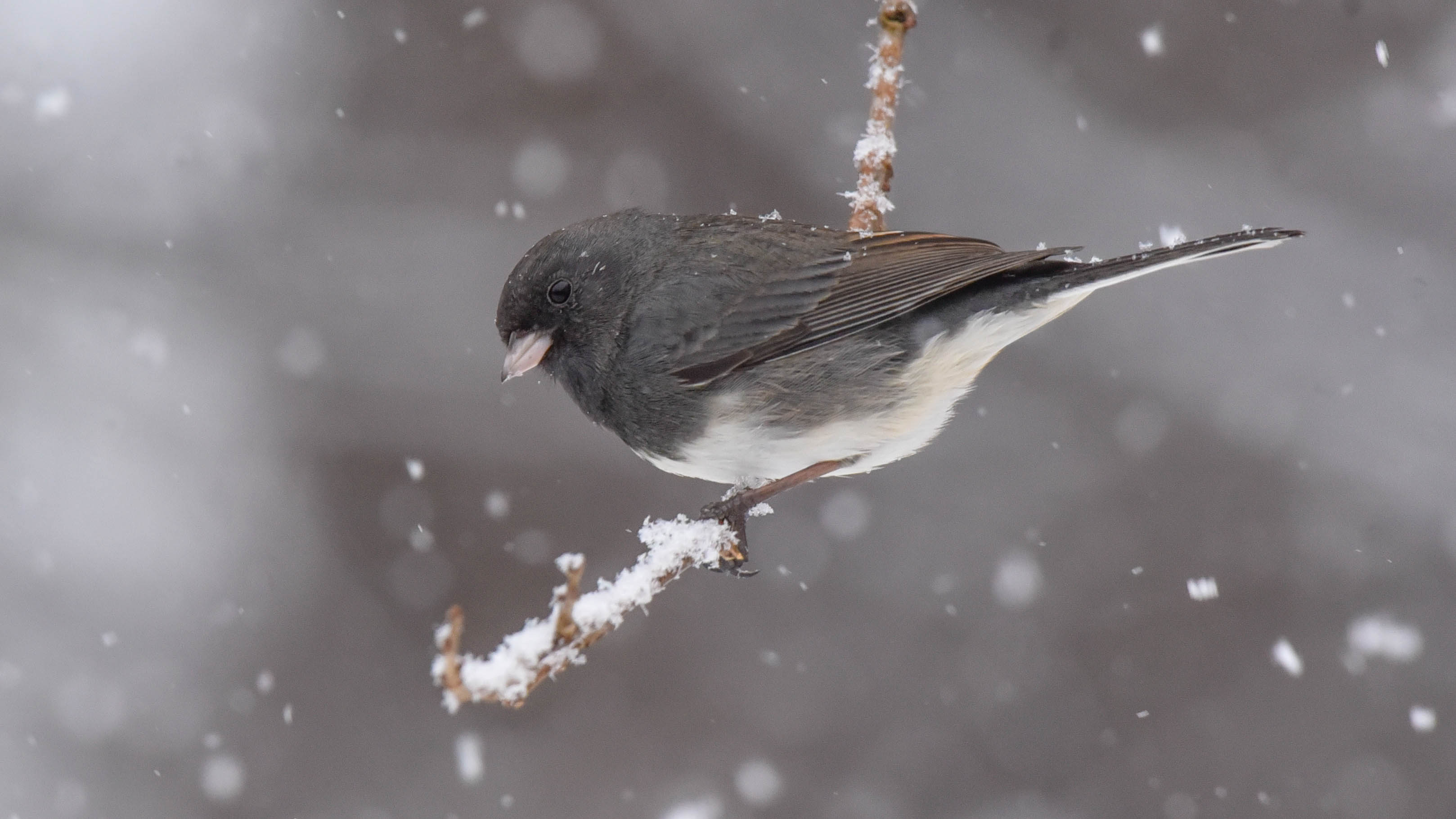 Duane-Loveland_Brecks-Mil-on-Brandywine